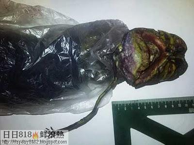 外星人屍體冰箱