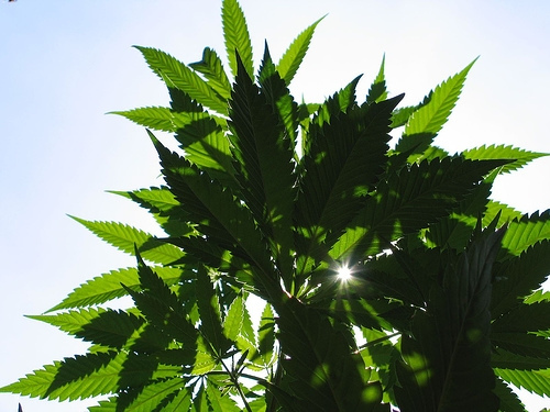 There Is No Mistaking The Evidence, Cannabis Cures Cancer There Is No Mistaking The Evidence, Cannabis Cures Cancer