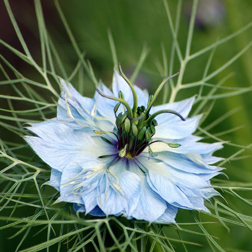 Hd-179858-ascw179858