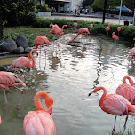flamingos at ueno zoo in Ueno, Japan 