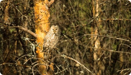 Allocco-degli-Urali-ridotta-stessa-cop_scheda_specie_grande