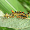 Colourful Caterpillar