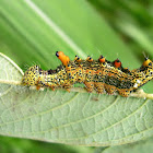 Colourful Caterpillar