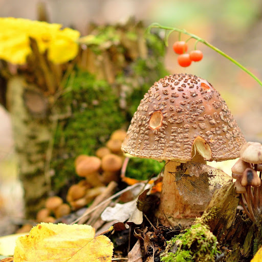 Hd-156085-ascw156085