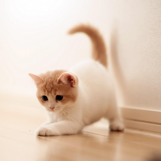 Hd-176066-ascw176066