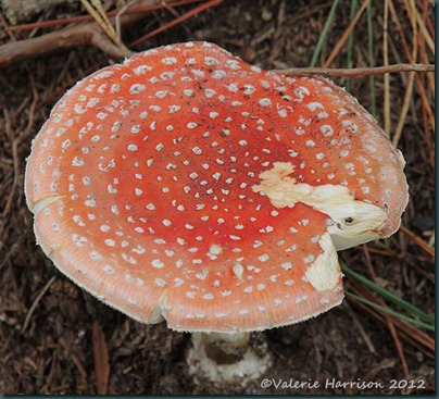 55-fly-agaric