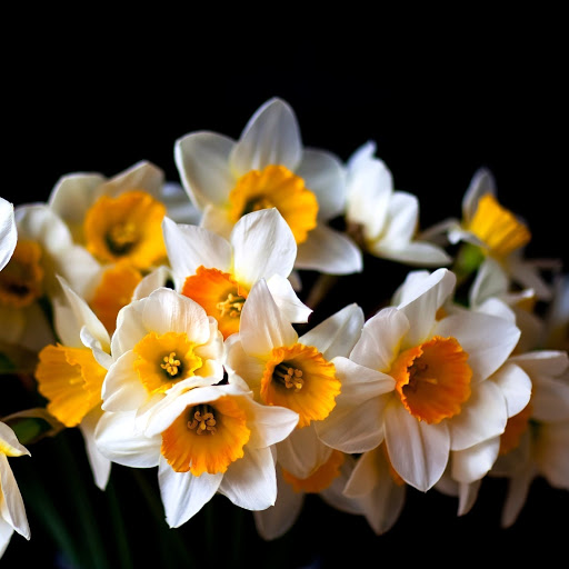 Hd-142017-ascw142017