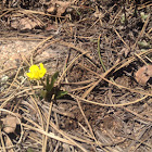 Sagebrush buttercup