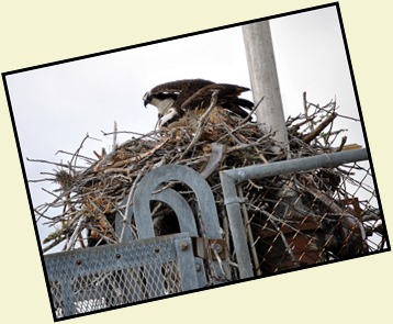 3a - Osprey Mom and Dad changing Places