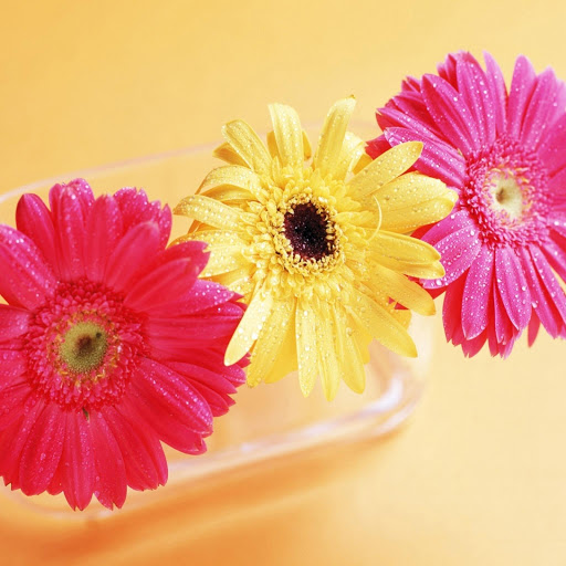 Hd-160822-ascw160822