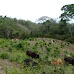 Hiking Volcán Maderas - Isla Ometepe, Nicaragua ometepe_016.jpg