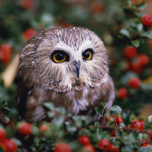 Hd-178054-ascw178054