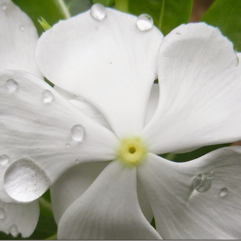 Water Drop on Flower