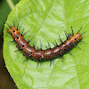 Tawny Coster's Caterpillar