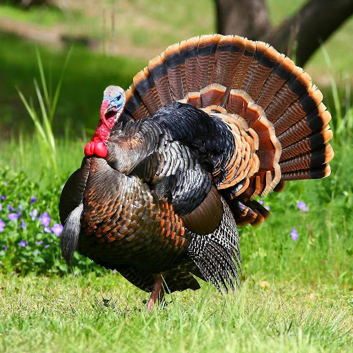 Hd-178267-ascw178267