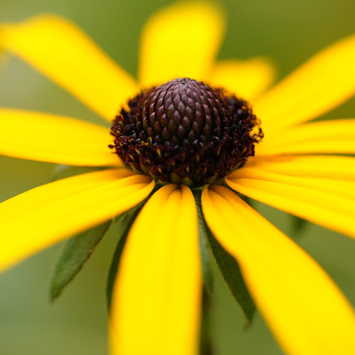 Hd-150775-ascw150775