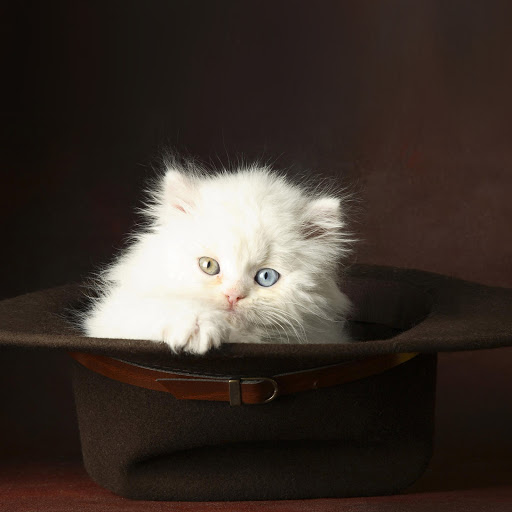 Hd-170370-ascw170370