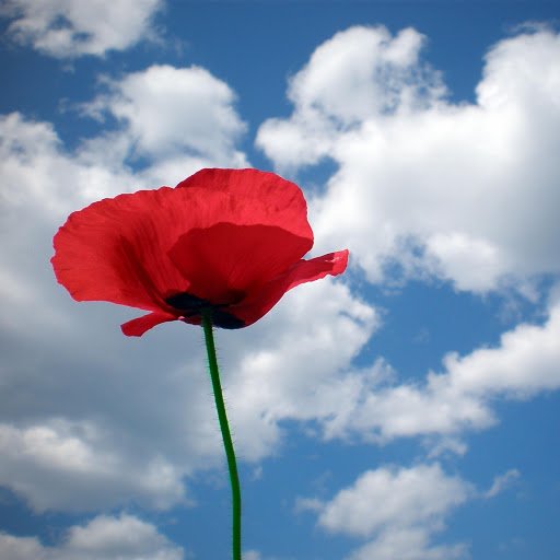 Hd-172017-ascw172017