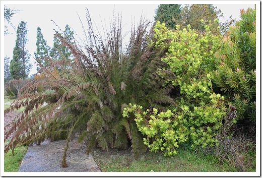 120211_UCSC_Arboretum_Rhodocoma-capensis- -Leucadendron-laureolum