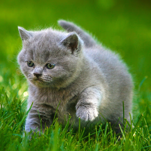 Hd-176059-ascw176059