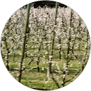 Image Google de Ambre
