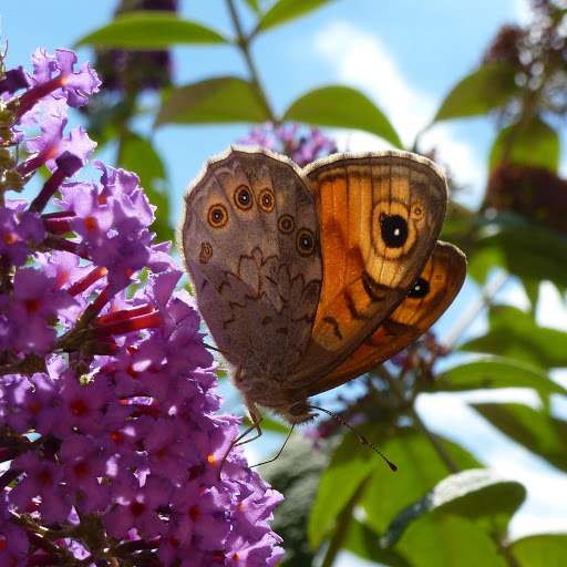 Hd-156110-ascw156110