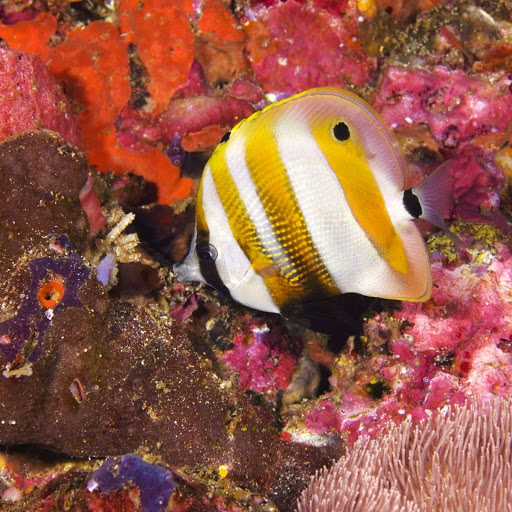 Hd-148045-ascw148045