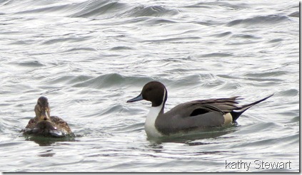 Male Pintail and a female Mallard at the log bay