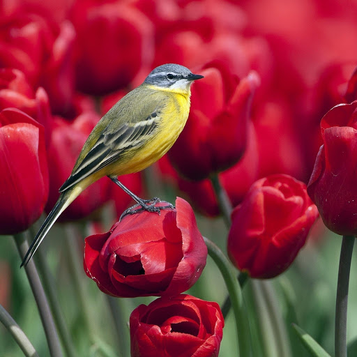 Hd-177774-ascw177774