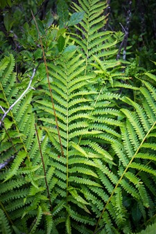 Cinnamon Fern IMG_4685