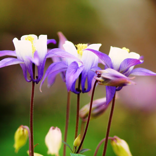 Hd-147450-ascw147450