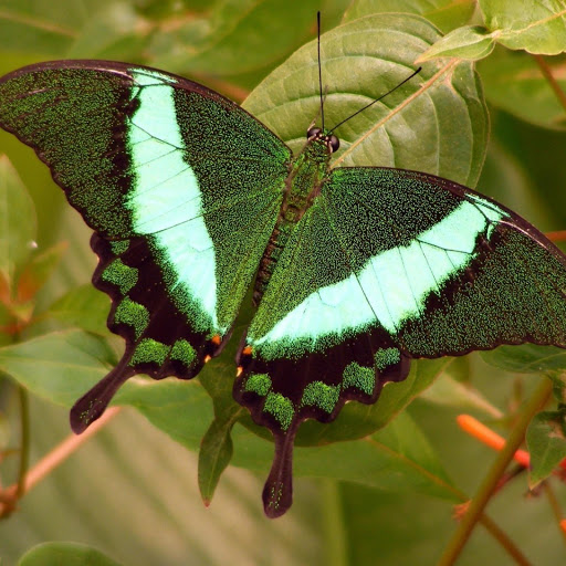 Hd-133073-ascw133073