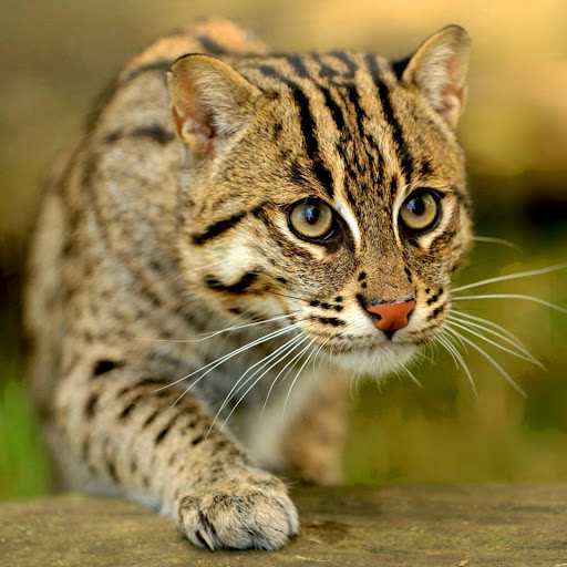 Hd-182095-ascw182095