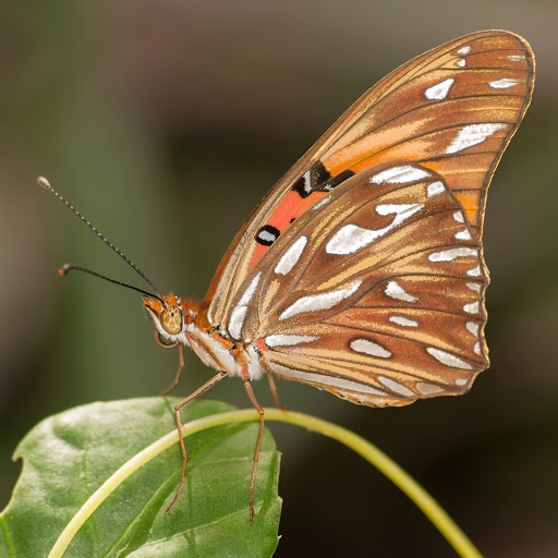 Hd-155927-ascw155927