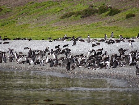 Tara de Foc: Insula pinguinilor