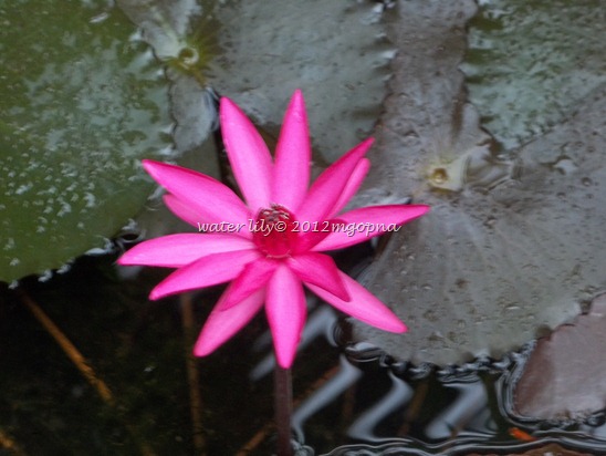 Artificial pond water lily