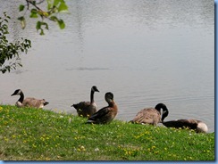 4066 Indiana - Fort Wayne, IN - Best Western Luxbury Inn - in front of hotel - Canada geese