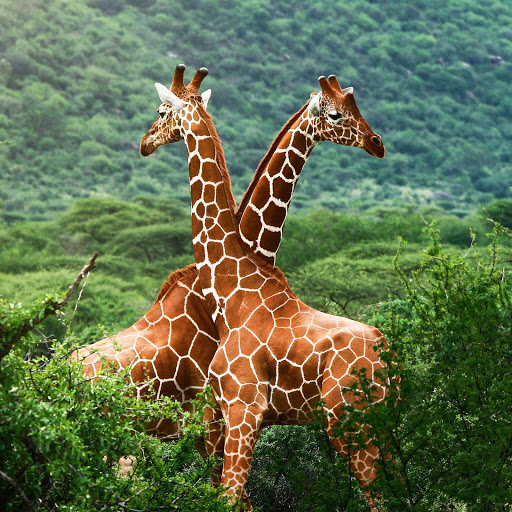 Hd-133229-ascw133229