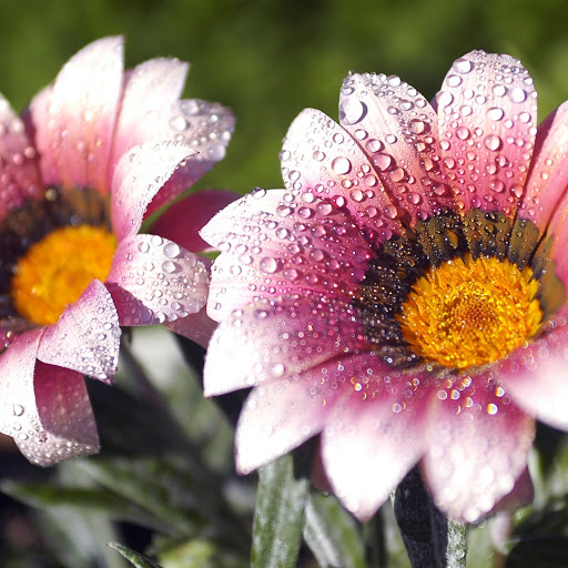 Hd-141209-ascw141209