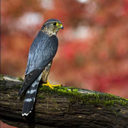 Hd-178024-ascw178024