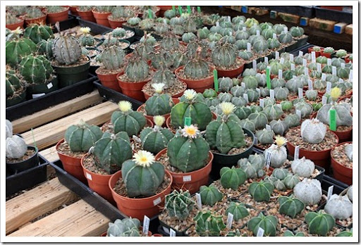 Visit To B&B Cactus Farm, Tucson, AZ (part 1)