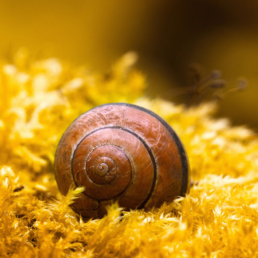 Hd-170843-ascw170843