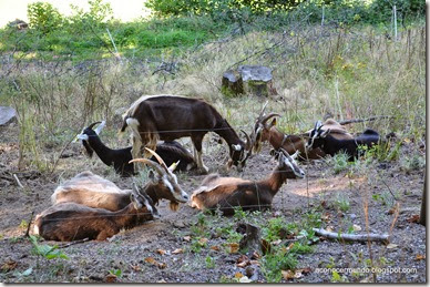 18-Todnau. Cabras en la Selva Negra - DSC_0308