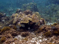 Schools of fish in the Kuna Yala.