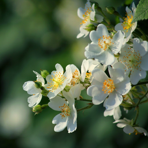 Hd-171644-ascw171644