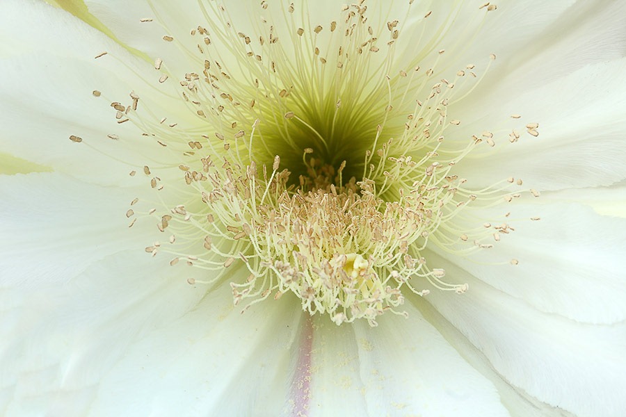 [110817_Cereus-hildmannianus-subsp-hildmannianus-3-flowers_09%255B2%255D.jpg]