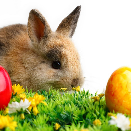 Hd-133195-ascw133195