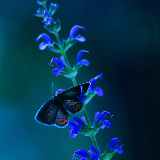 Hd-183929-ascw183929