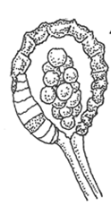Leptosporangiate Sporangium