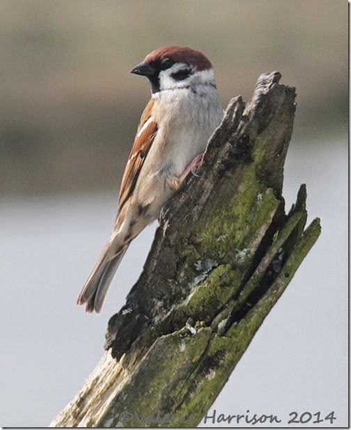 122-tree-sparrow